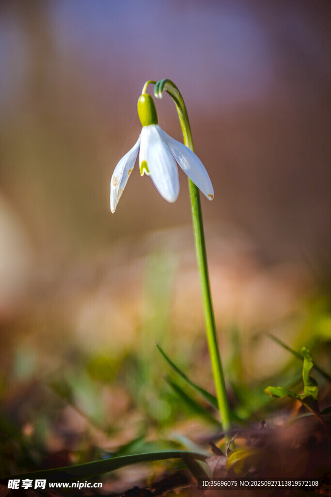 雪花莲 