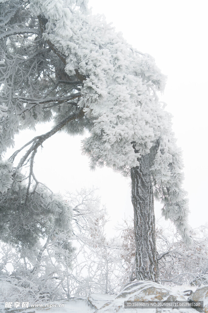 雪覆苍松美景
