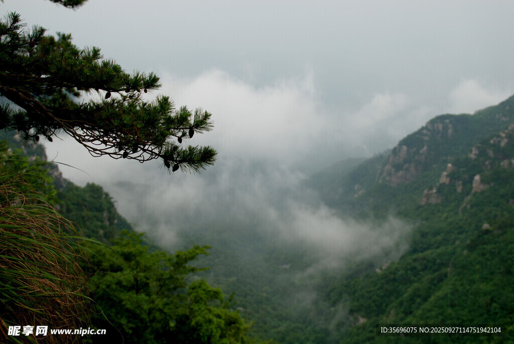 云雾缭绕的山间松景