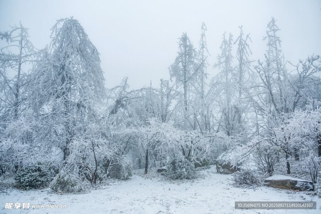 雪覆树林的冬日静谧景象