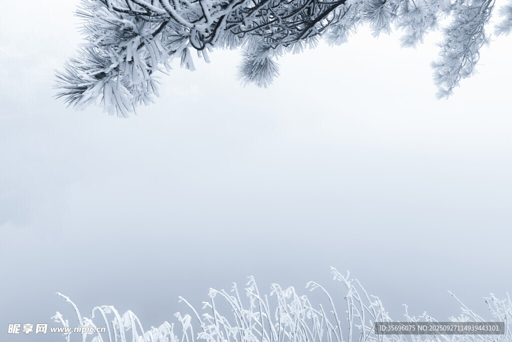 冬日霜覆松枝雪景