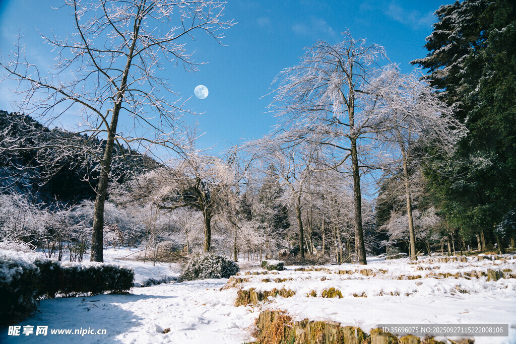 冬日雪景中的静谧山林