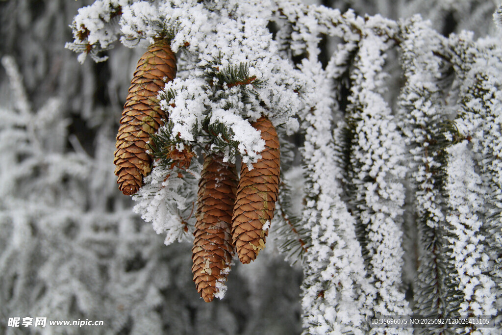 雪覆松枝上的棕色松果