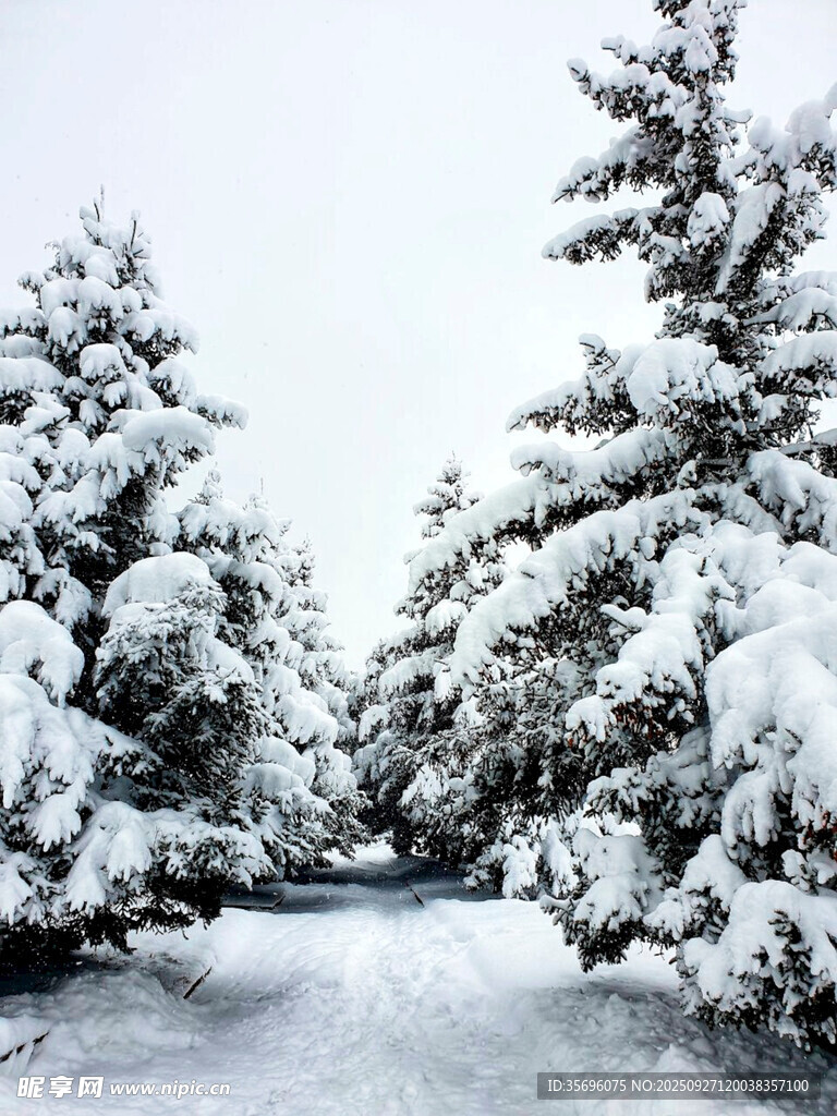 雪覆松林冬日美景