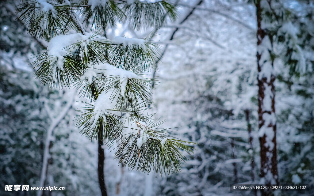 雪覆松枝的冬日美景
