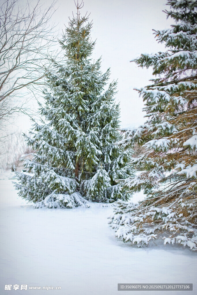 冬日雪景中的挺拔松树