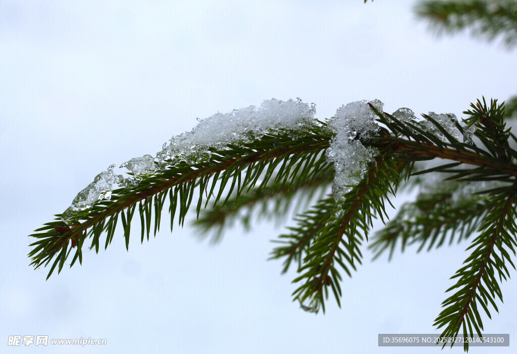 雪覆松枝