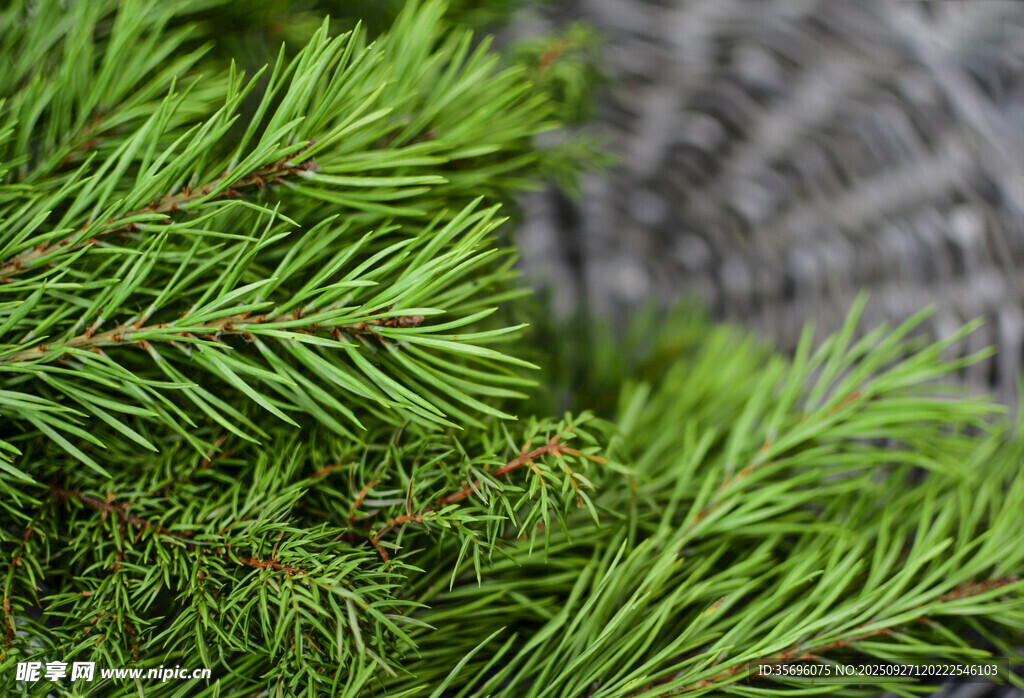 翠绿松针特写