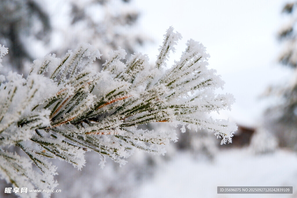 雪覆松枝的冬日美景