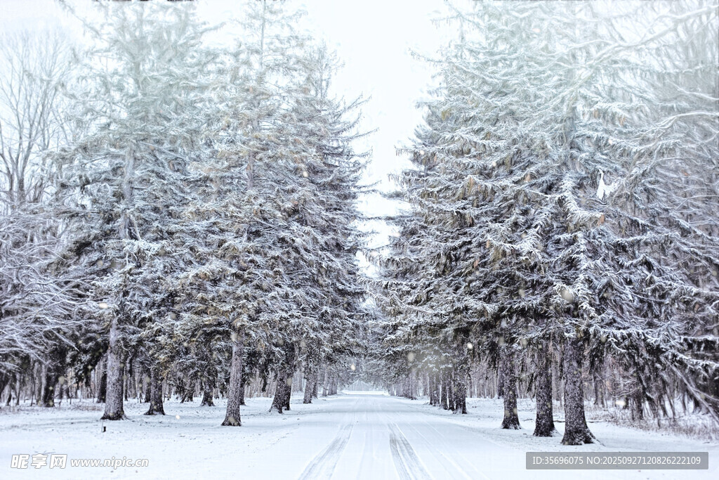 冬日雪覆树林静谧美景