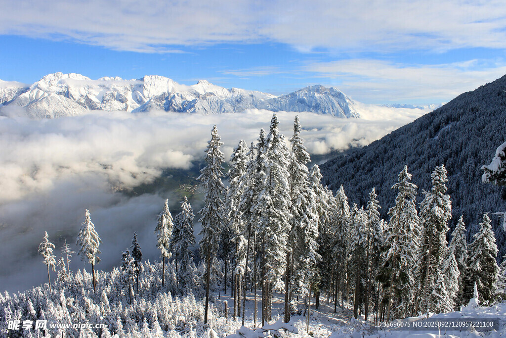 雪山云海中的冬日森林
