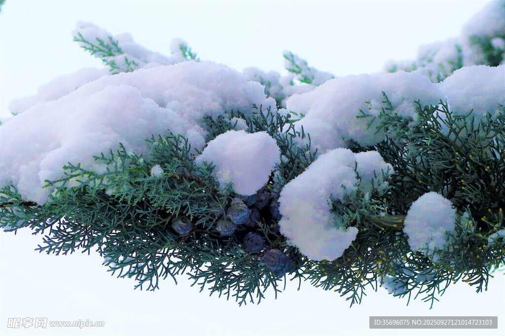 雪覆松枝