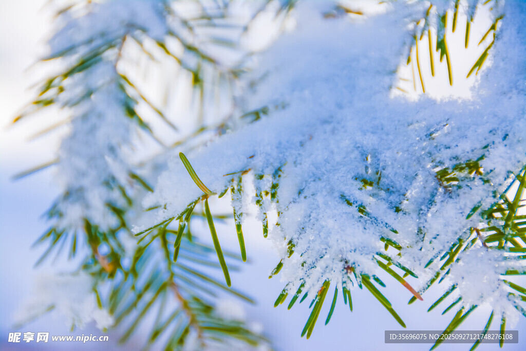 雪覆松针的美丽景致