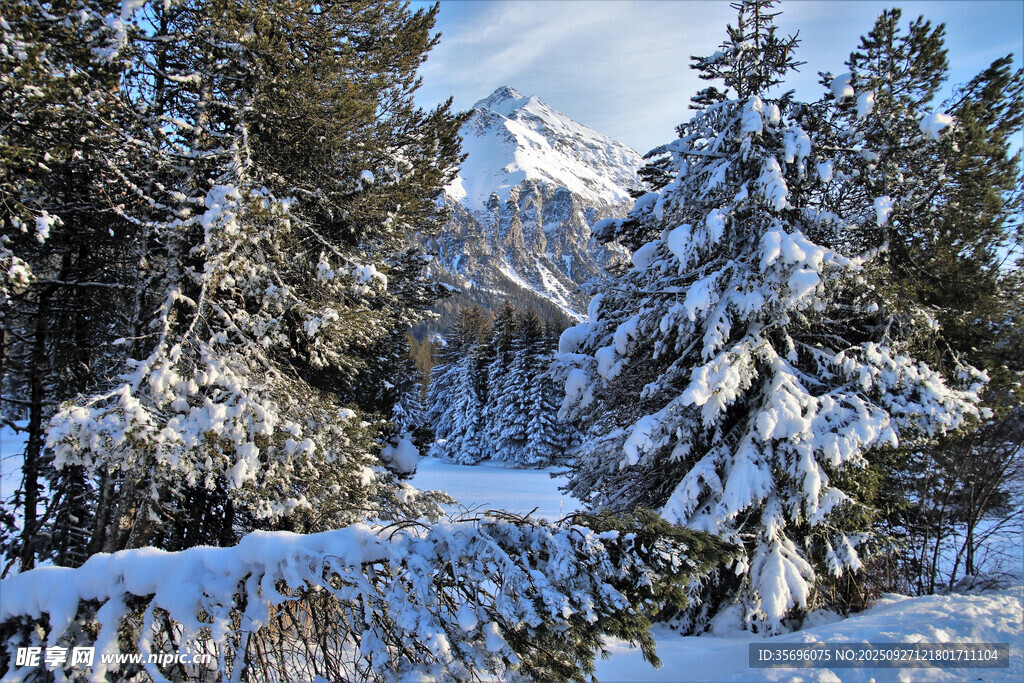 冬日雪覆山林美景