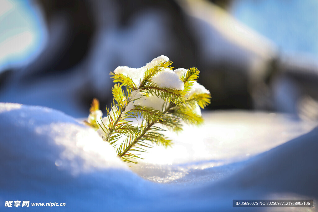 雪覆小花绽生机