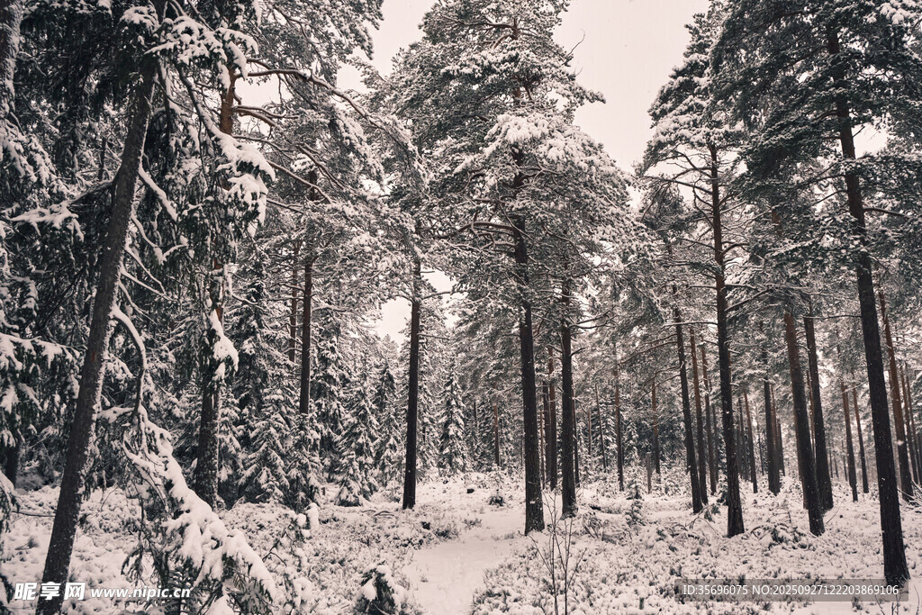 雪覆松林美景