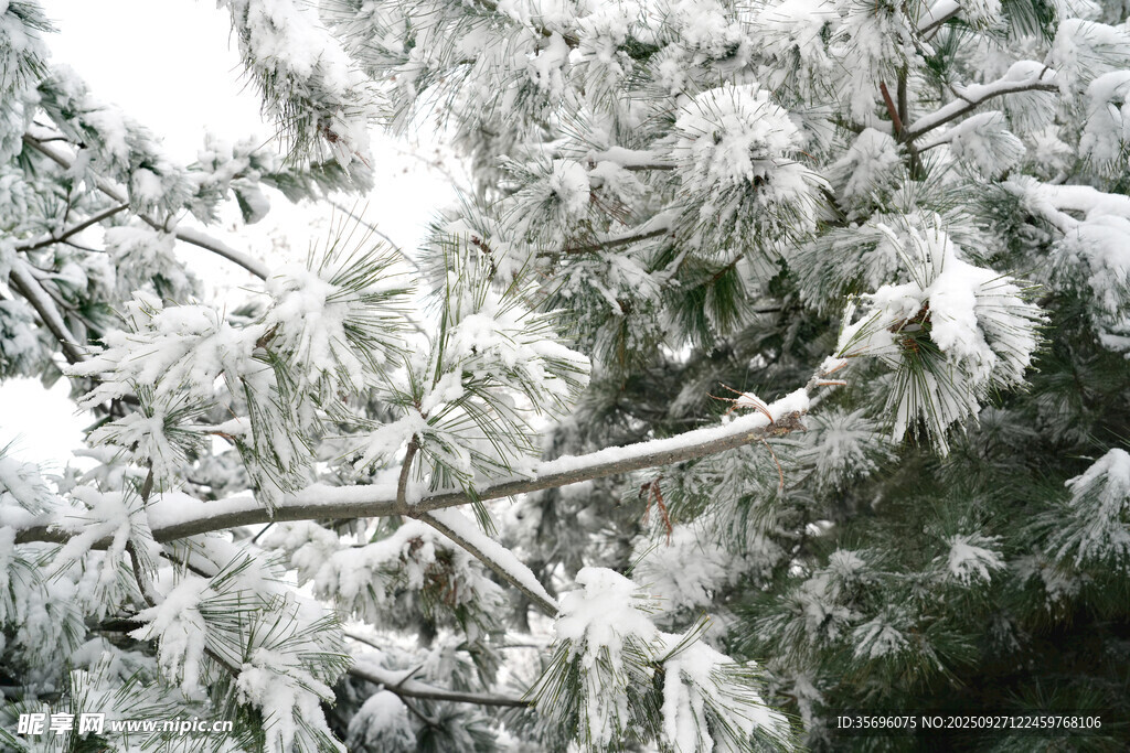 雪覆松枝的冬日美景