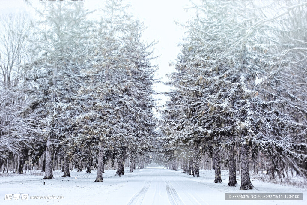 冬日雪覆树林美景