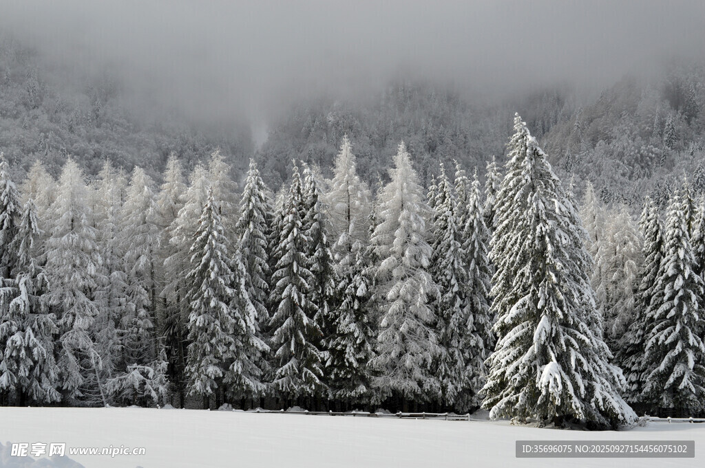 雪覆松林的冬日美景