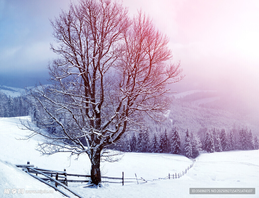 冬日雪景中的孤树