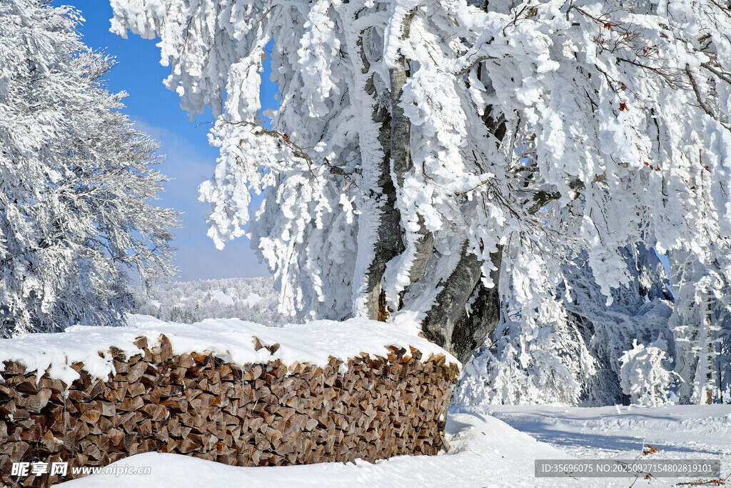 冬日雪景中覆雪的树木与矮墙