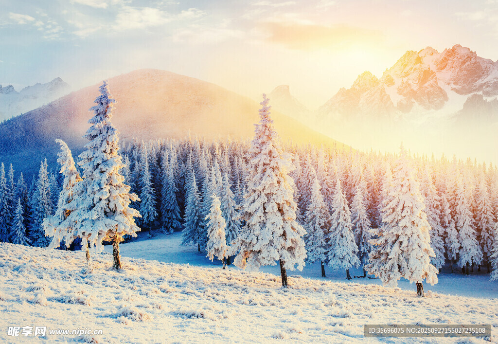 冬日雪景中的银白松林