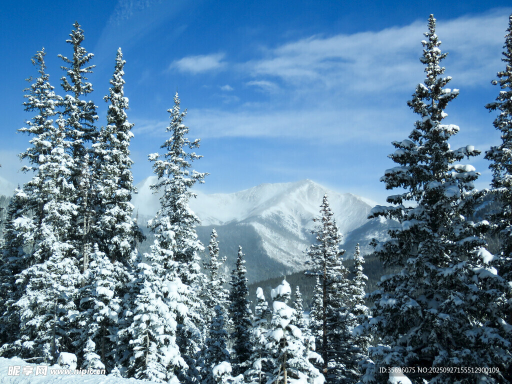 雪覆松林与远山美景