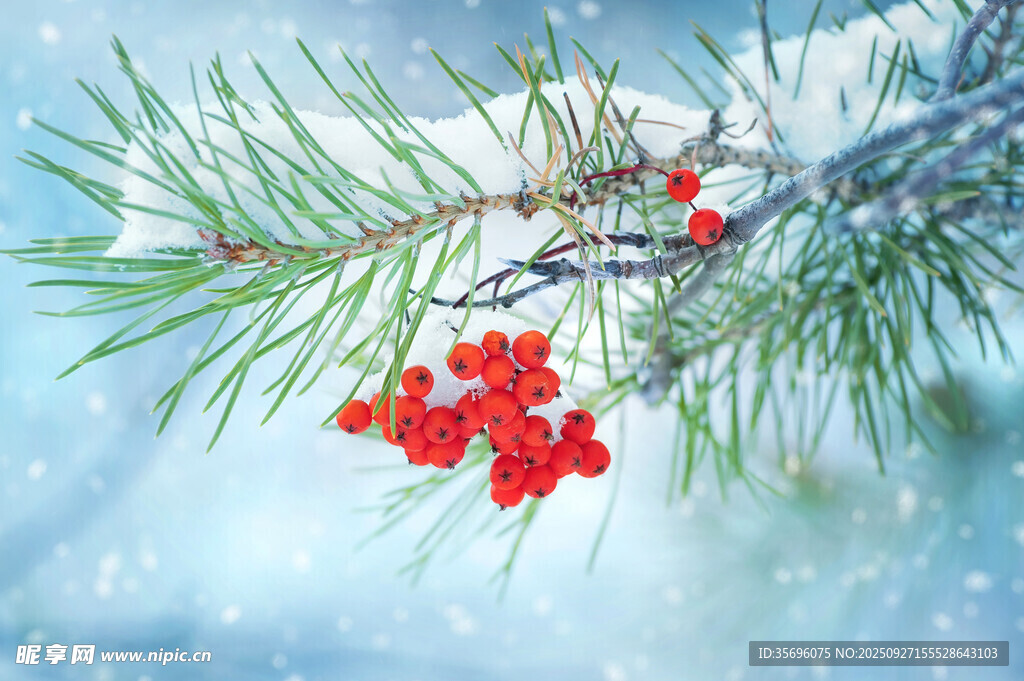 雪覆松枝上的红色浆果