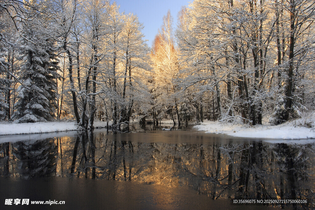 冬日雪林湖畔的静谧美景