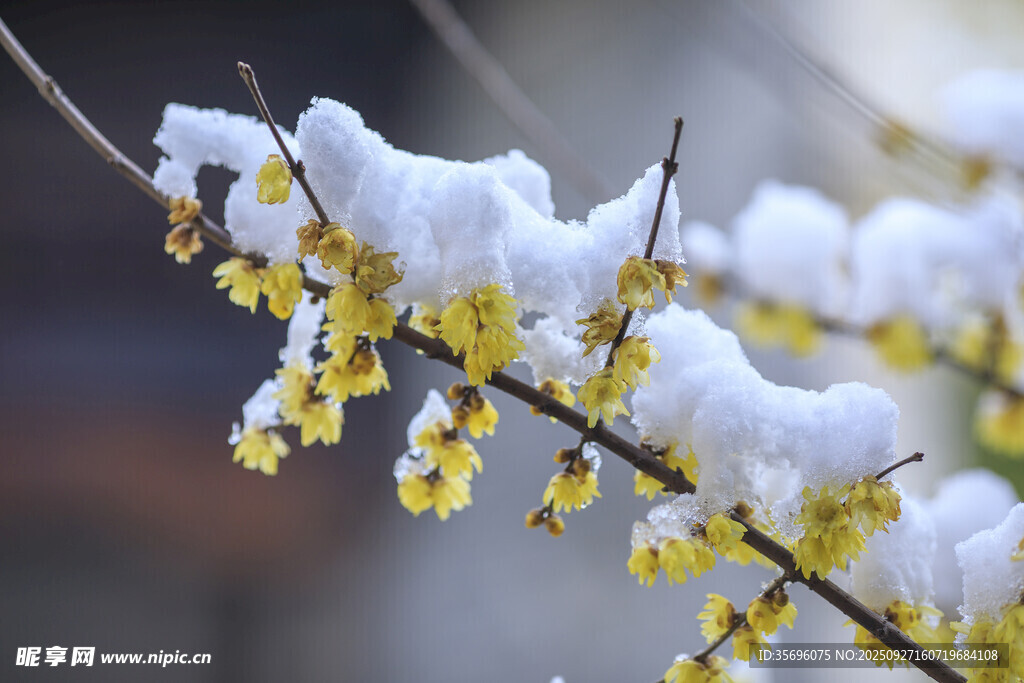 雪覆腊梅枝头俏