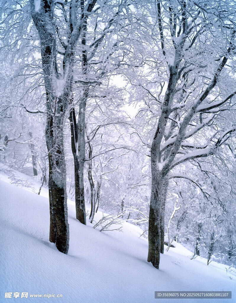 冬日雪覆树林美景