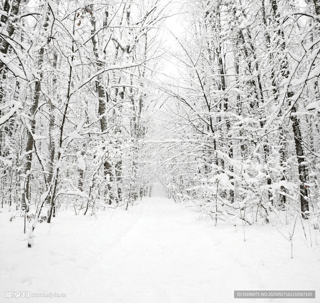 冬日雪林静谧景象