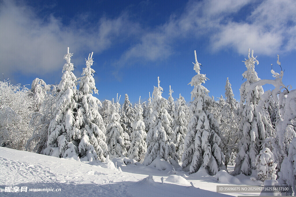 冬日雪景中的银白松林