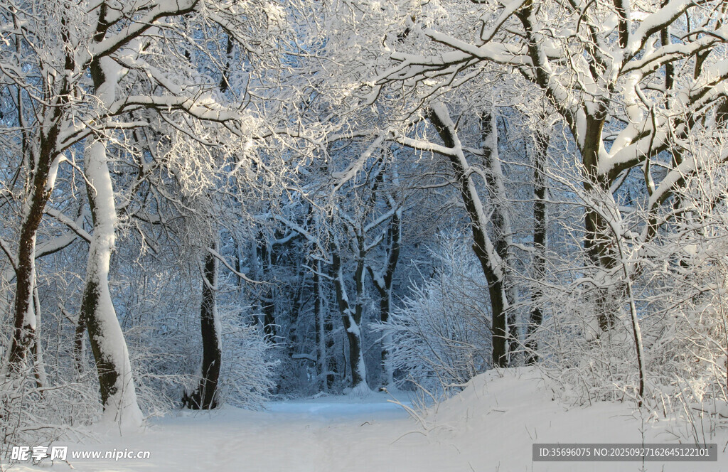 冬日雪林美景