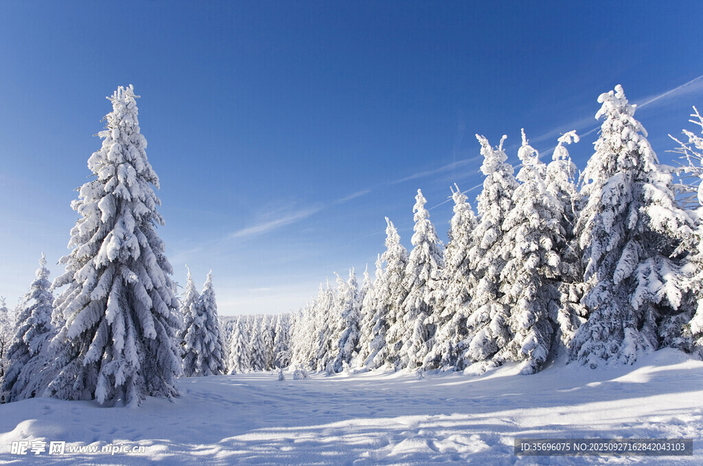 冬日雪林美景
