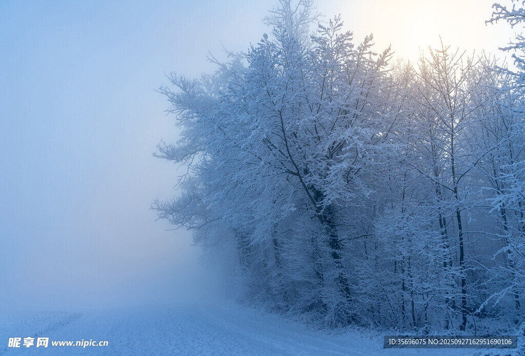 冬日雪林晨光美景