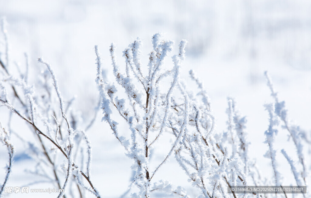 冬日覆雪树枝特写