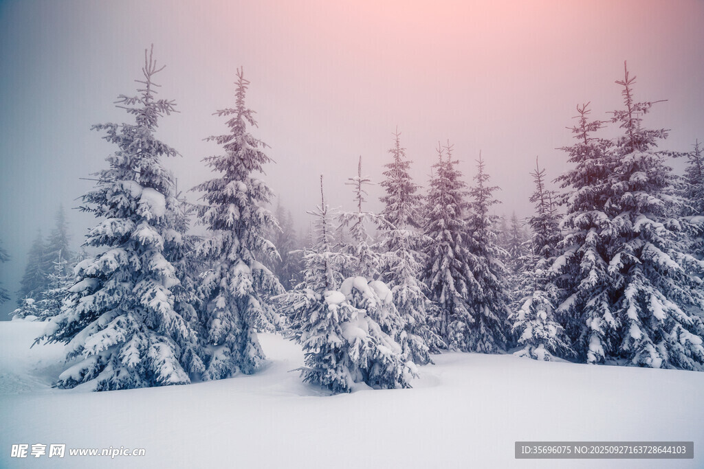 冬日雪林美景