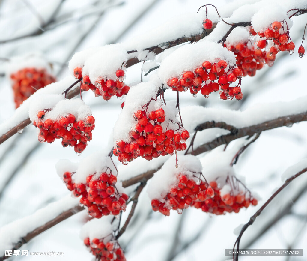 雪覆红果的冬日美景