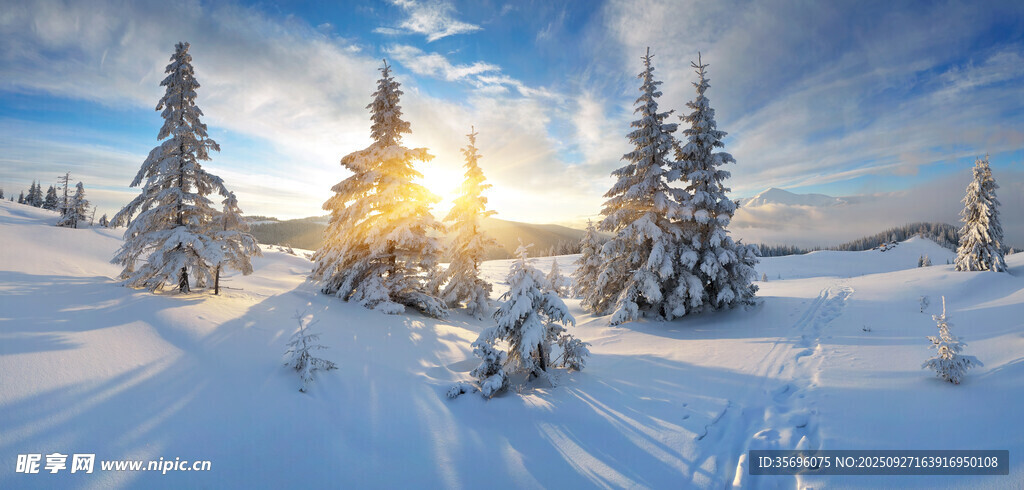 冬日雪景中的阳光松林
