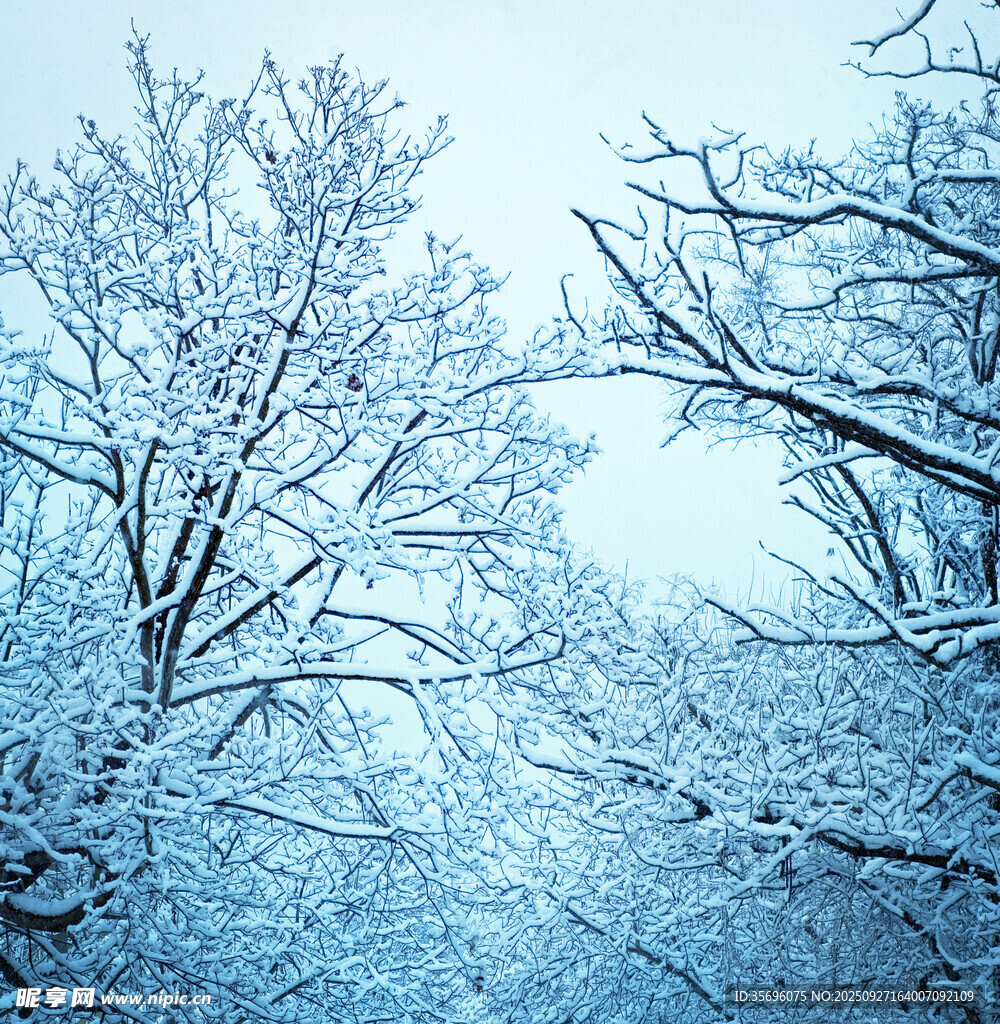 冬日雪覆树林美景