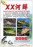 河鲜海报