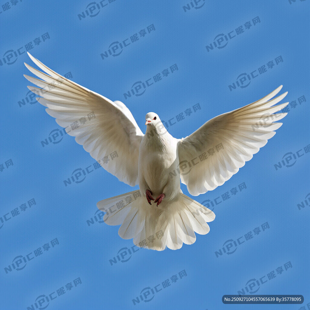 透底 飞翔的鸽子