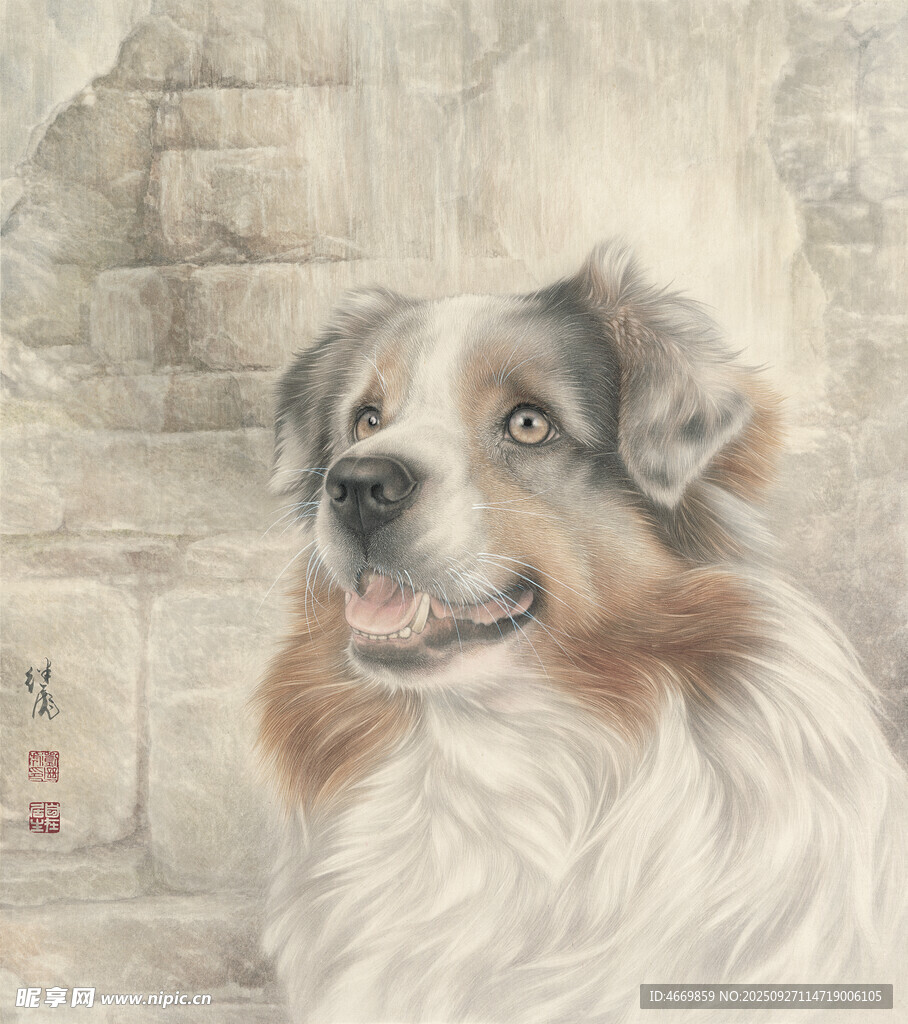 可爱边牧犬的温馨瞬间