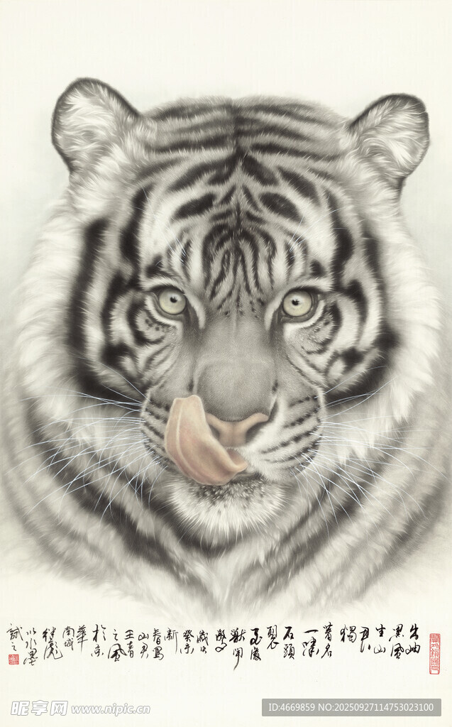 素描老虎特写