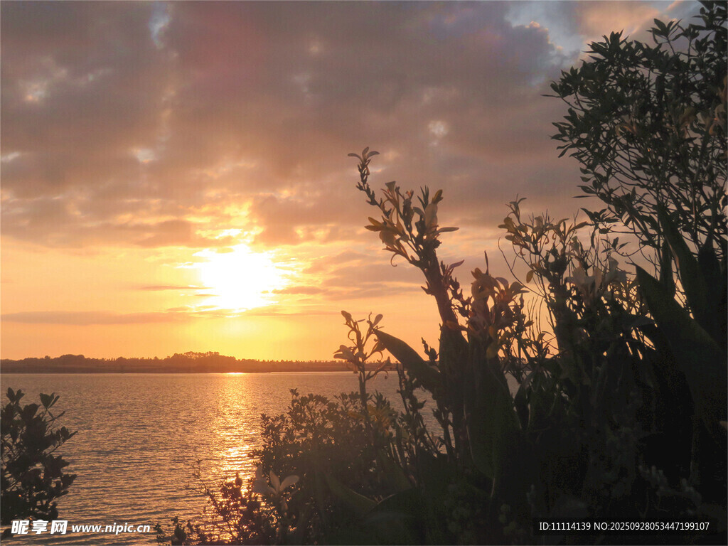夕阳下的海滨植物景观