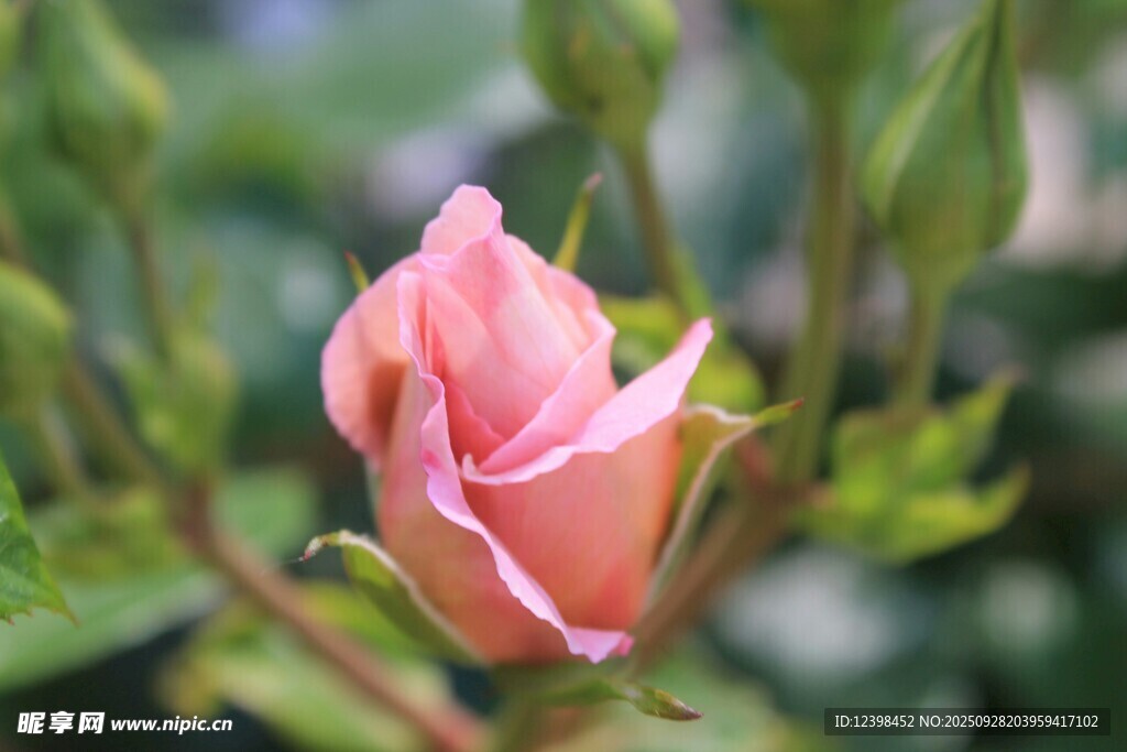 娇艳粉色玫瑰绽放