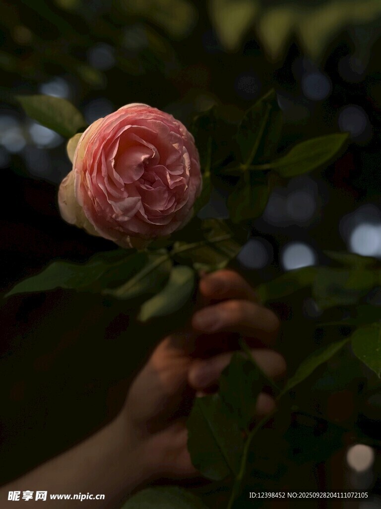 手捧娇艳粉色玫瑰花