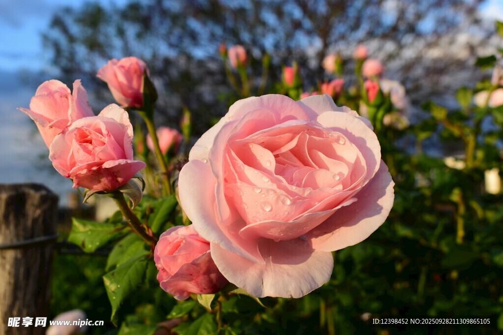 娇艳粉色月季花绽放