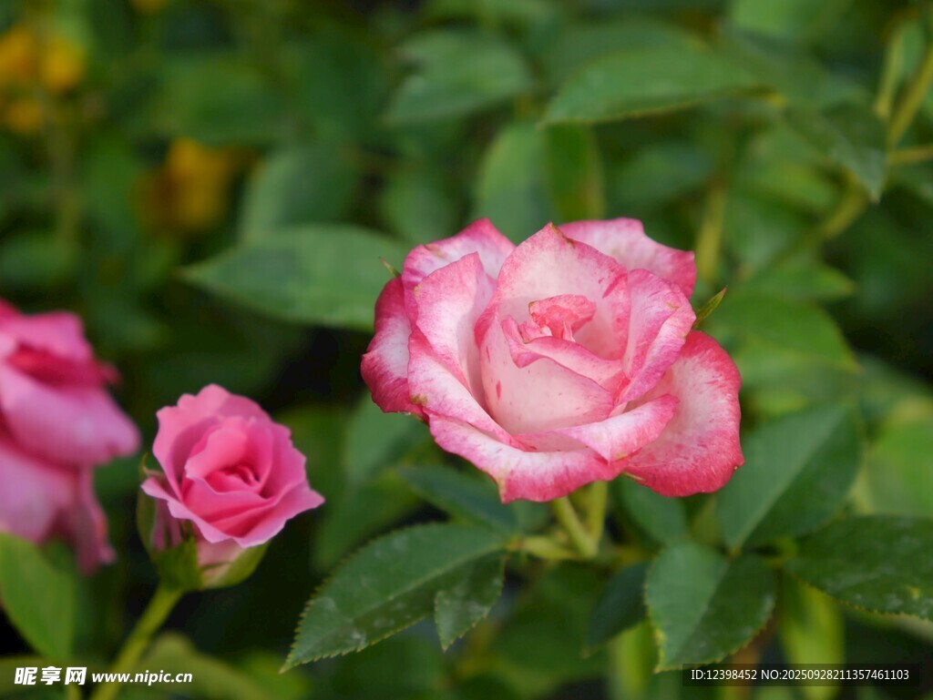 娇艳双色月季花绽放